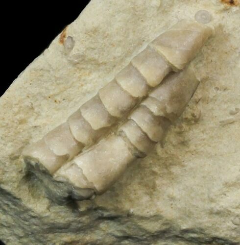 Rare Armored Worm (Lepidocoleus) - Haragan Formation #44385